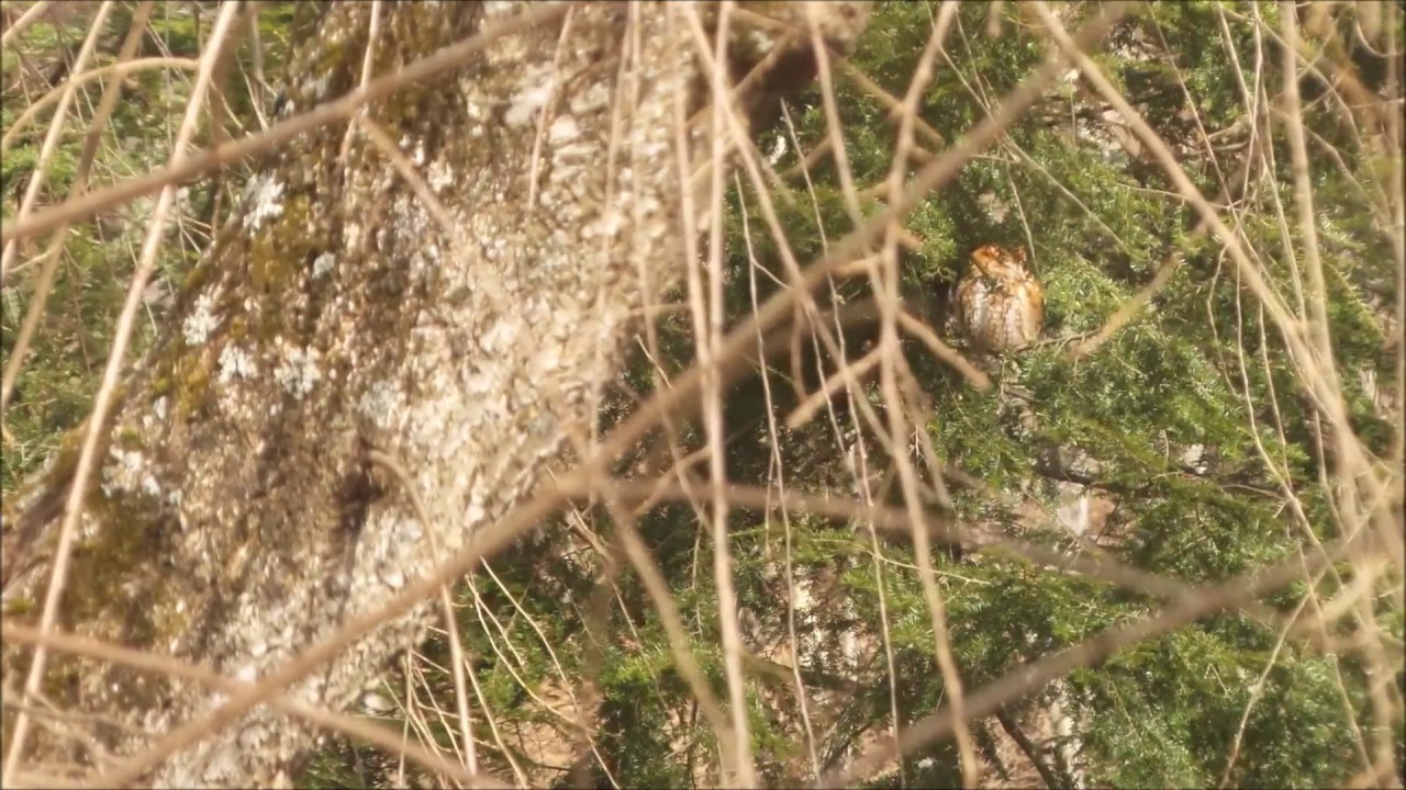Eastern Screech Owl Part 2 | Red Morph (Rufous) (Northern) | IBIZA