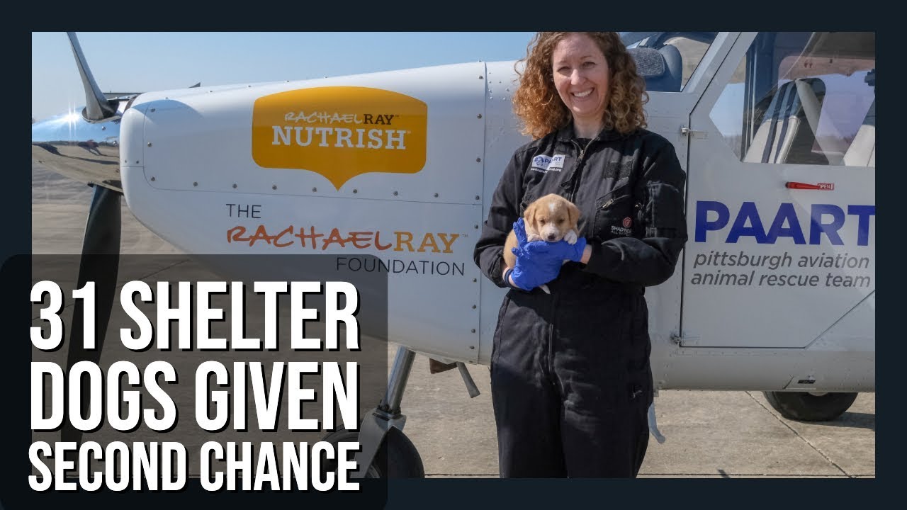 31 Shelter Dogs Given A Second Chance - YouTube