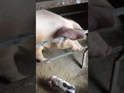 ვიდეო: როგორ გავაკეთოთ ღორის გალია