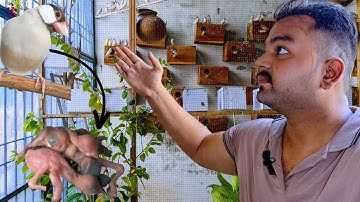 Java Sparrow breeding progress | Yar har doby me  baby or eggs aye howy hy