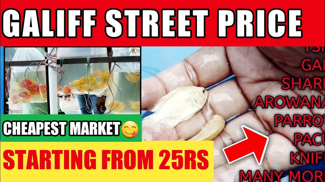 Oscar fish price in kolkata