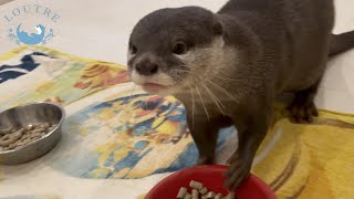 双子のカワウソ、２つのお皿だとダメな理由　Twin otters, why do they always eat on one plate?