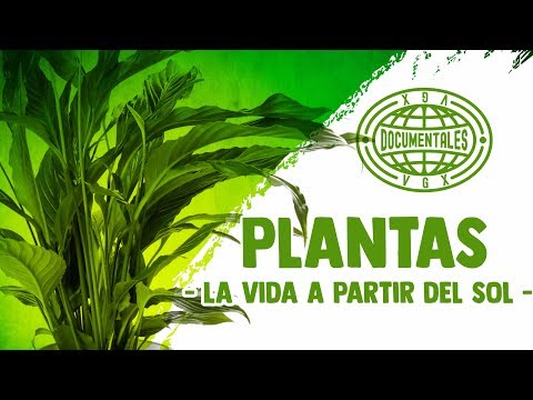 Video: ¿Qué es la jardinería atómica? Historia de la radiación y las plantas