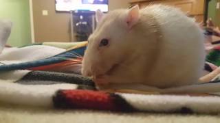 Pet Rat Eats Spaghetti