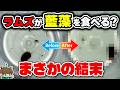 【検証】ラムズホーンは藍藻を食べるのか?【ビバアクア・アクアリウム】