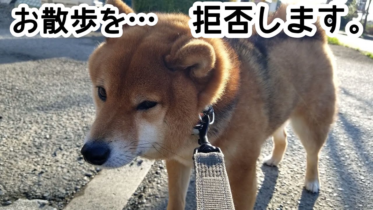 柴犬散歩拒否 ブサイク顔がかわいい犬動画 35 Youtube