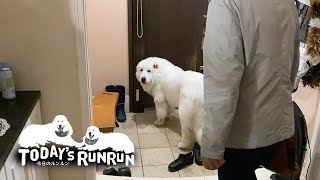 お留守番と言われたらちゃんと聞き分けるルンルンとアランです　Great Pyrenees　グレートピレニーズ