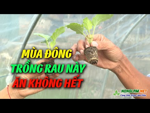 Video: Vào Tháng Nào để Muối Bắp Cải Cho Mùa đông