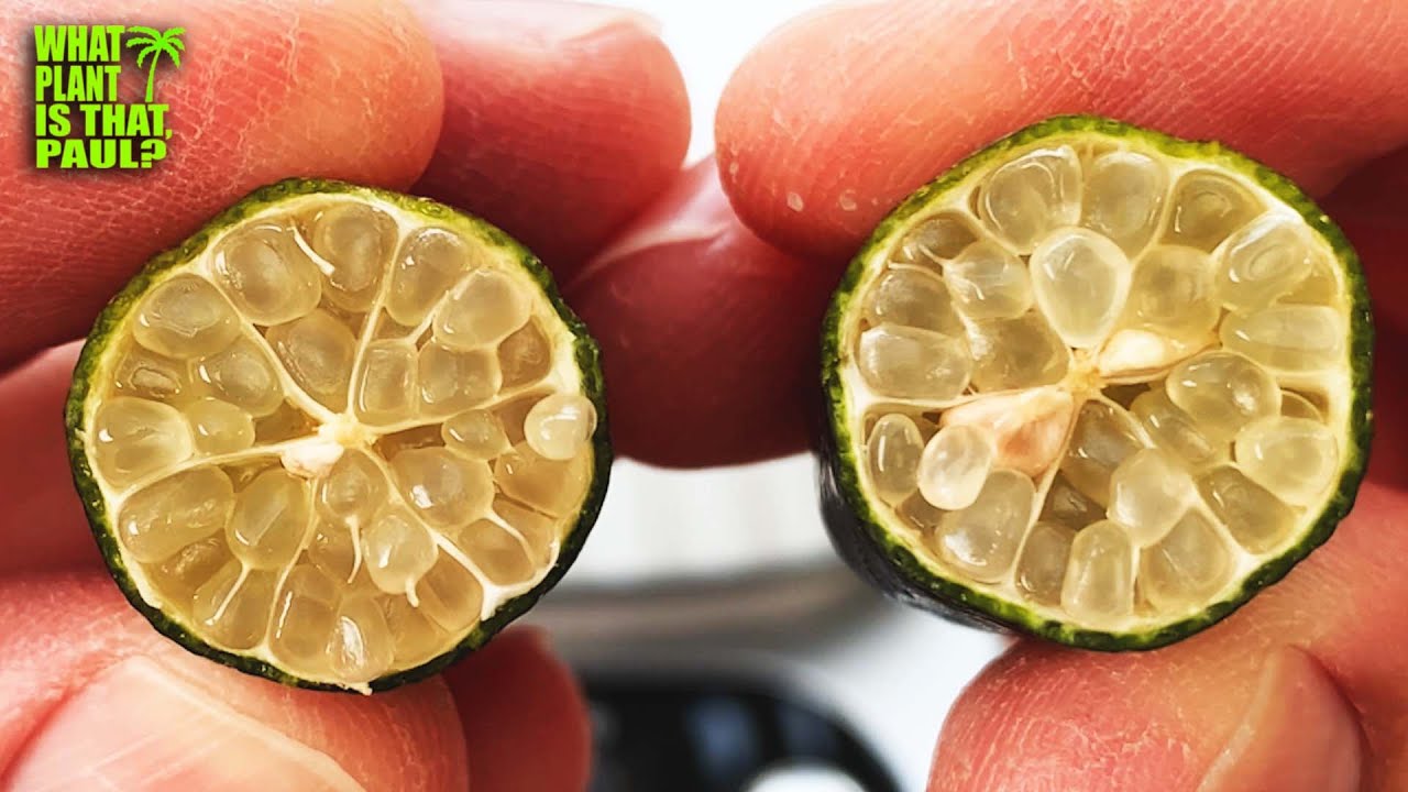 Australian Finger Lime ( Caviar Lime ) TASTING and REVIEW / Globular Juice Vesicles / Rare & Unique