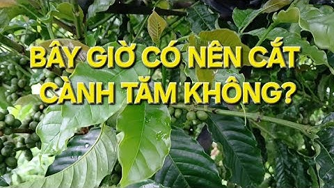 Cách tỉa cành tăm cà phê mọc nhiều để  giảm công, nhìu hoa. MV Nhân Trí