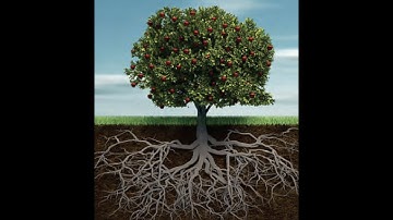 Class 4 PSEB My World (Environmental Studies book)-  The Roots of Plants  Chapter 7