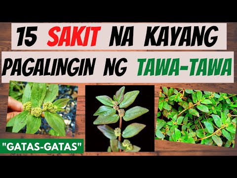 Video: Ano Ang Tawa?