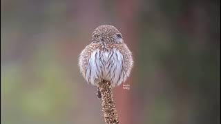 Northern Pygmy-Owl