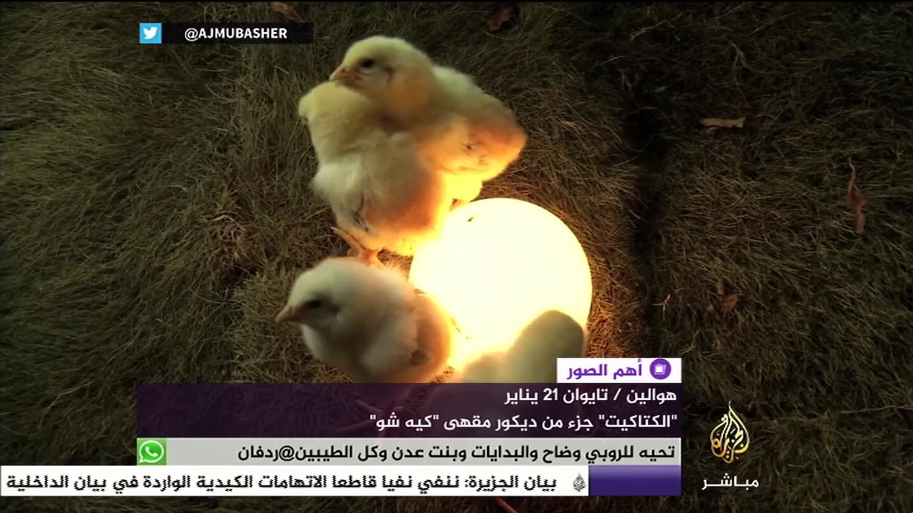 "الكتاكيت" جزء من ديكور مقهى تايواني