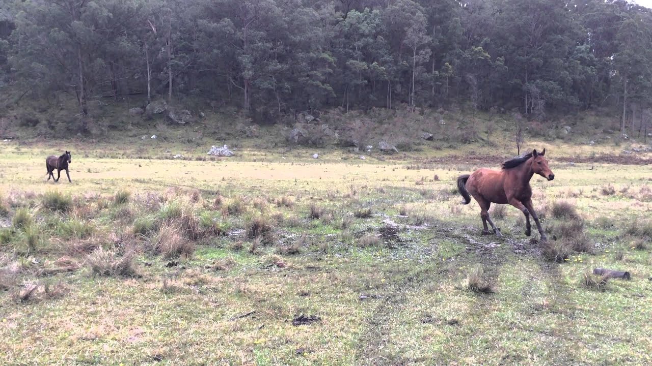 Horses galloping in for breakfast - Chapman Valley Horse Riding