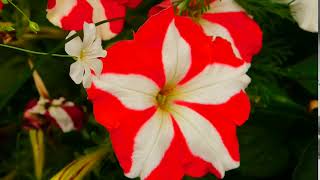 Stock Video Of White And Red Petaled Flower