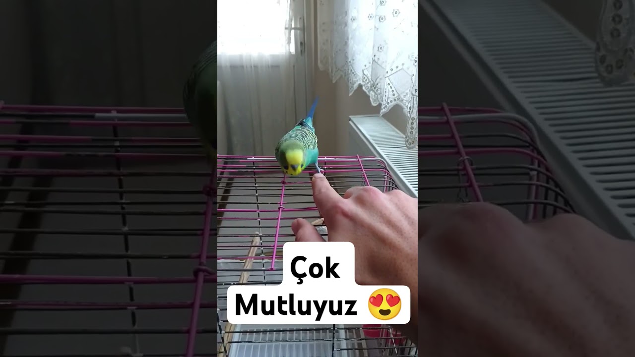 Çok Mutluyuz #muhabbetkuşuçiftleşme #muhabbetkuşu #muhabbetkuşufıstık #muhabbetkuş #birds #budgey