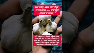রসুন। #healthyliving#healthylifestyle#healthtips#viralreelsシ#foryou#youtubeshorts#দিন_এ_ইসলাম