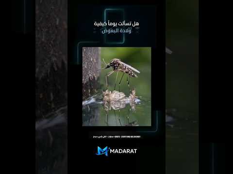 أغرب طريقة ولادة في العالم.. كيف يخرج البعوض للحياة؟ 🦟😱 thumbnail