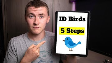 Wat is dat voor vogel? Hoe herken je elke vogel in 5 eenvoudige stappen?