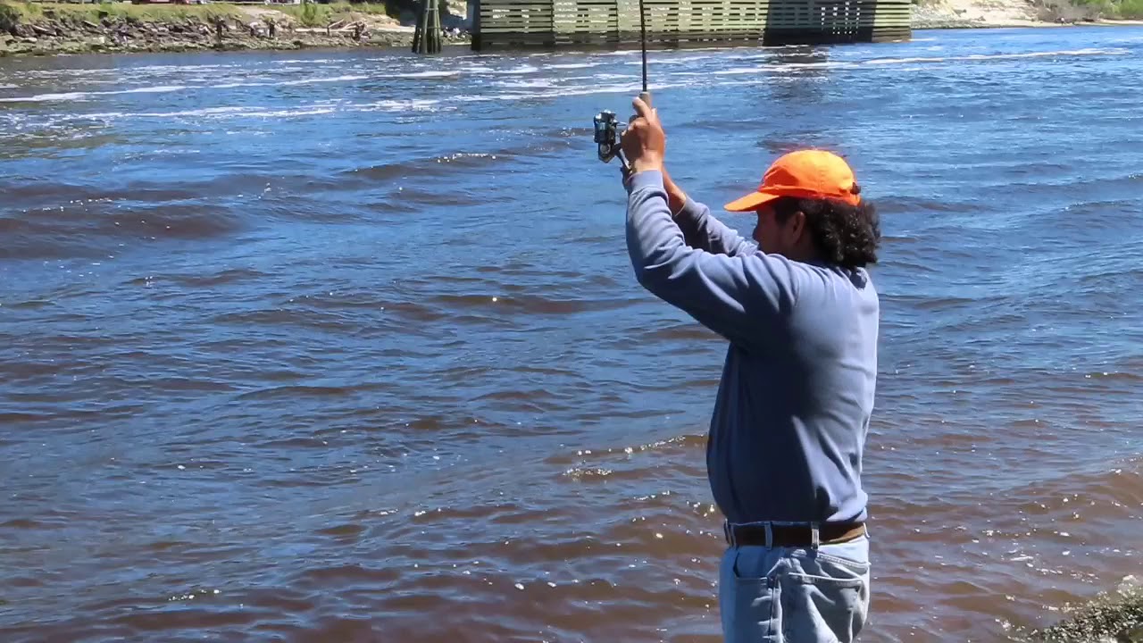 Snows Cut Sheepshead