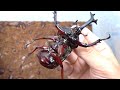 カブトムシを肉食ゴキブリの群れにぶち込んで始末する