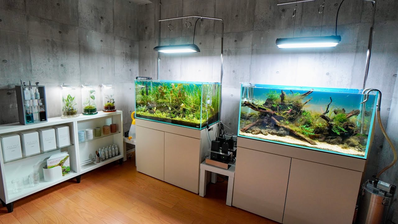 SMALL but AMAZING AQUASCAPING GALLERY TOUR! - YouTube