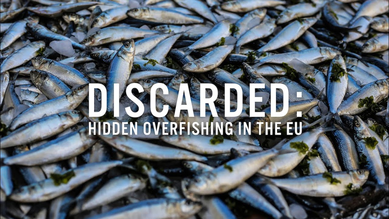 Отброшено: Скрытый чрезмерный вылов рыбы в ЕС