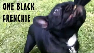 Black French Bulldogs Puppy
