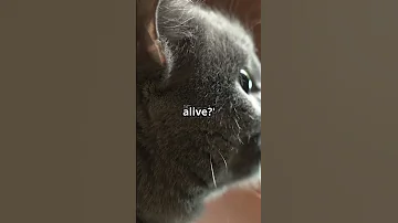 The Hilarious Reason Cats Wake You Up At Night Felinefacts Youtubeshorts Catcare Catsfunfacts 
