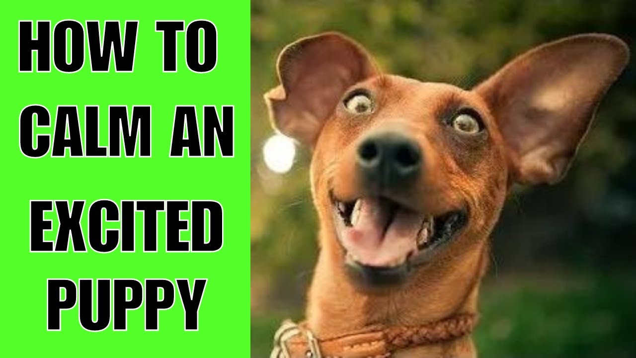 How To Calm Down An Excited Puppy QUICK FIX YouTube how-to-calm-down-an-excited-puppy-quick-fix-youtube