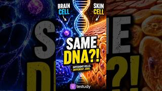 How One Code Builds Your Whole Body #dna #cell #biology #facts #education