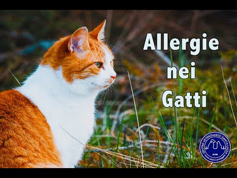 Video: Shock Allergico Nei Gatti