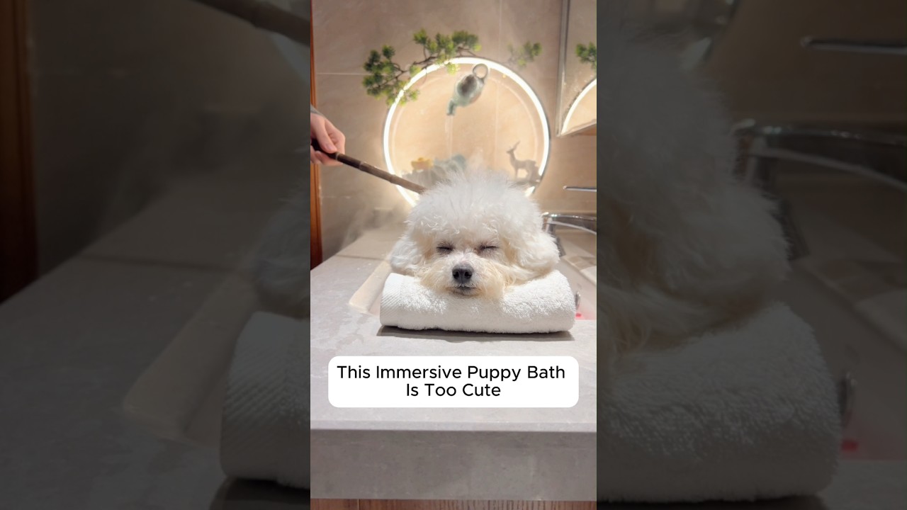 This Immersive Puppy Bath Is Too Cute 🐶🛁 