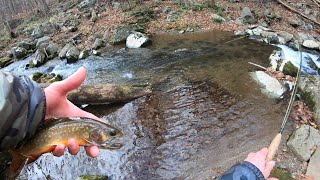 Fly Fishing Virginia Mountain Stream For Appalachian Native Brook Trout! (Halloween Trout Fishing!)