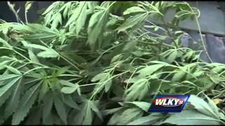 KSP make marijuana bust in Hardin County