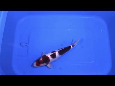 Goromo