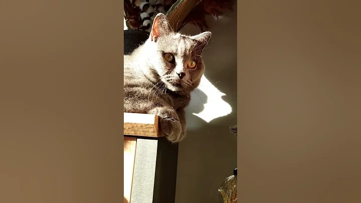 Video 6702831: britishshorthair persian, britishshorthair cat cute funnycat