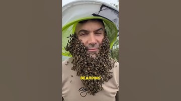 Bee Bearding