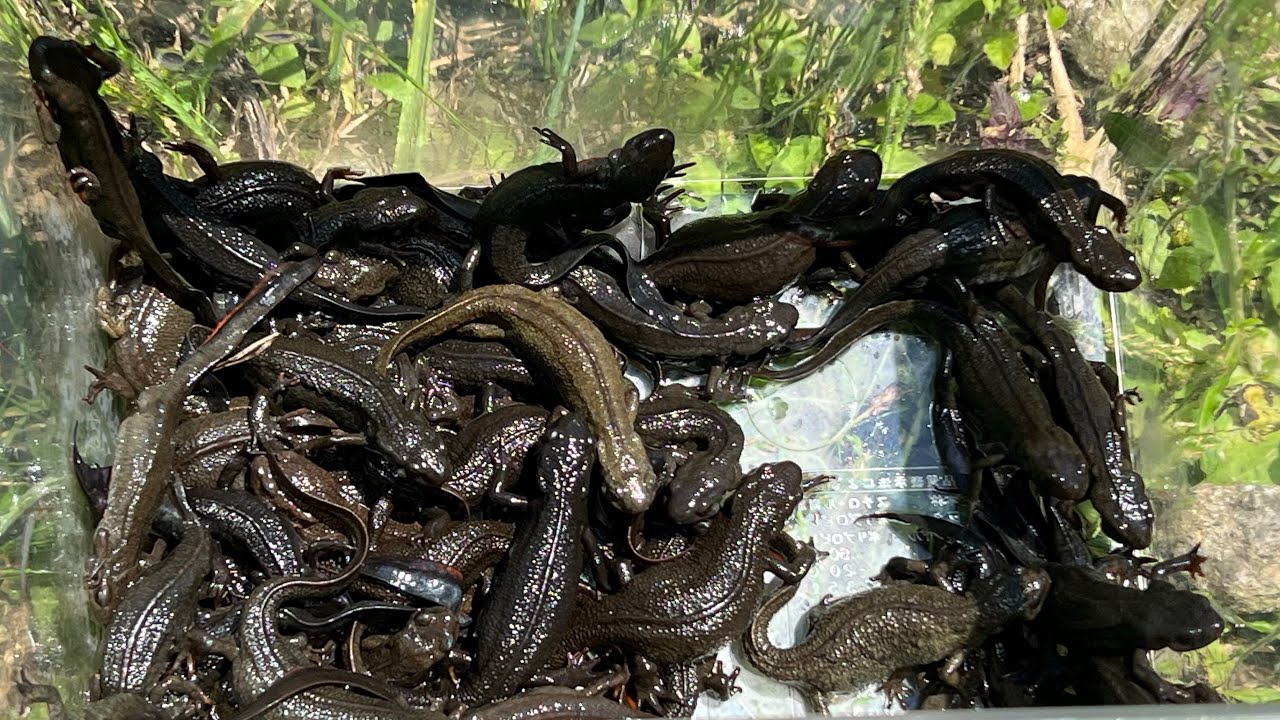 拙者、色彩変異の野生の赤いアカハライモリを探しています【用水路でアカハライモリ大量捕獲ガサガサ】