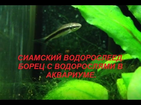 Сиамский Водорослеед САЕ. Аквариумная рыбка - борец с водорослями.