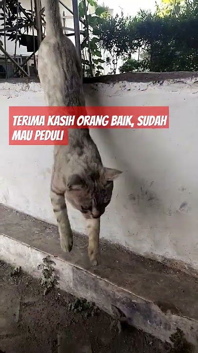 Bersyukur bisa menolong kucing liar di parkiran kantor yang kelaparan #bersyukur #kucing #menolong