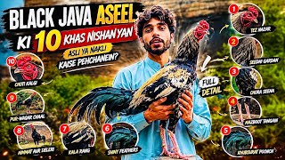 Black Java Aseel Murga | 10 Asli Nishaniyan Jo Har Shakhs Ko Pata Honi Chahiye 🐓June 11, 2026