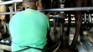 Dairy Farm Milking in New Zealand
