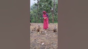 sewa me Jai shree Ram Jai bajrangbali #bandar #monkey #animals #monkey feeding india #funnymonkey