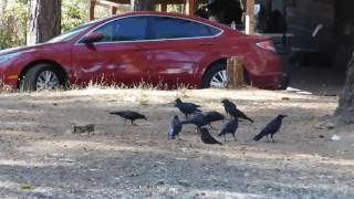 How To Get : WILD ANIMALS to TRUST you