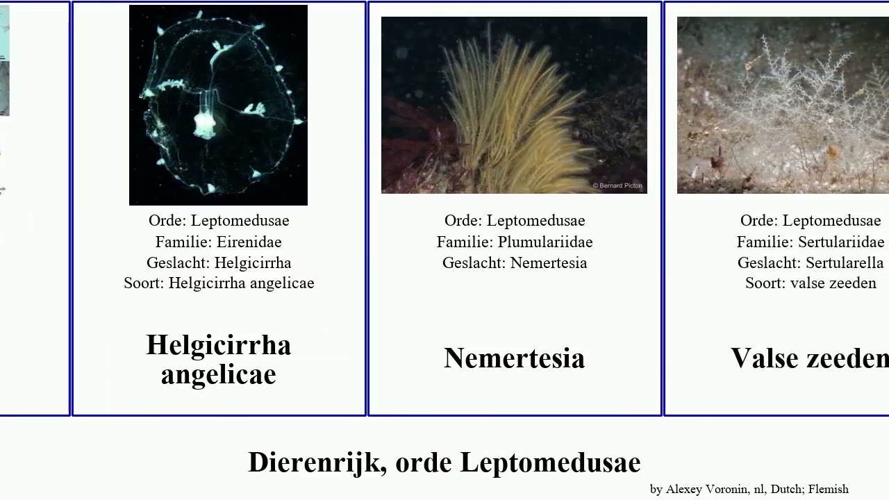 Dierenrijk, orde Leptomedusae animal zeeden Helgicirrha Fijne Zeeborstel Zeepluim zeecypres Valse