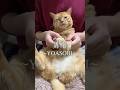 【猫ダンス🐾/YOASOBI~勇者】 #cat #猫 #shorts