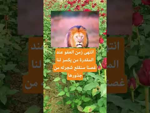 انتهى زمن العفو عند المقدرة من يكسر لنا غصنا اكسبلور الله لايك ترند 100 اقنباسات معلومات