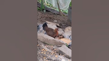 poj qaib coj me nyuam.gà rừng mái nuôi con